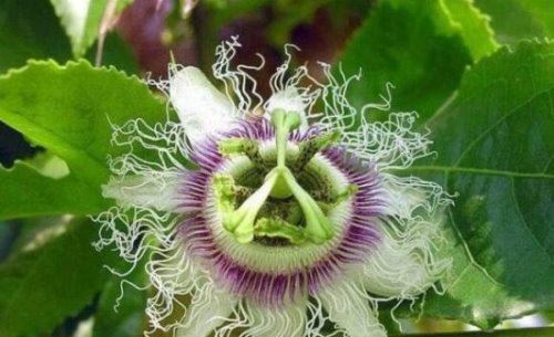 恐怖的食人花吃人吗？真实身份大王花只吃肉不吃人(图片)