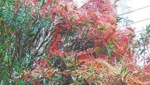 恐怖的食人花吃人吗？真实身份大王花只吃肉不吃人(图片)