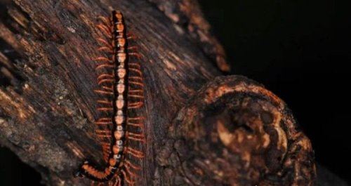 霍氏不死虫介绍 世界上真有杀不死的生物吗（出自鬼吹灯）