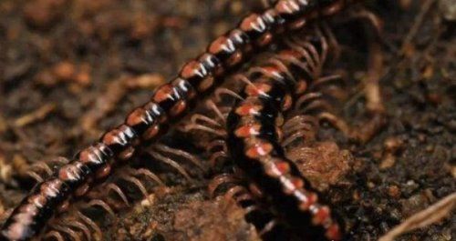 霍氏不死虫介绍 世界上真有杀不死的生物吗（出自鬼吹灯）