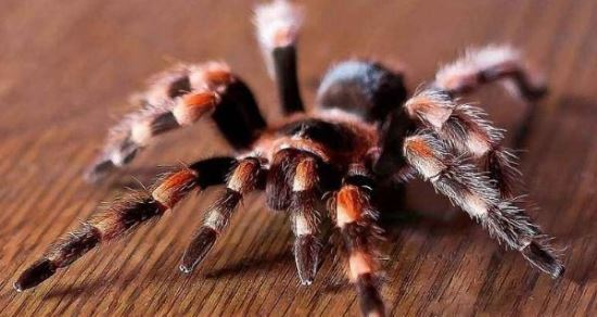 十大巨型蜘蛛 体态庞大分泌毒液（严重可使人致死）