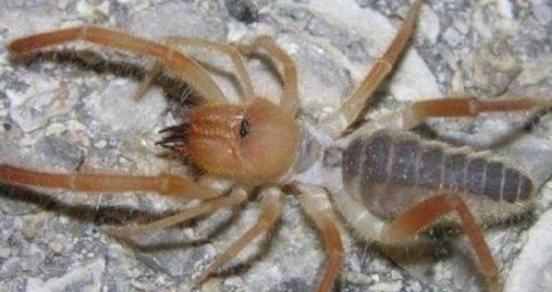 十大巨型蜘蛛 体态庞大分泌毒液（严重可使人致死）