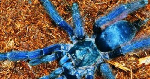 十大巨型蜘蛛 体态庞大分泌毒液（严重可使人致死）