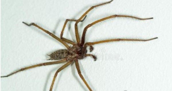 十大巨型蜘蛛 体态庞大分泌毒液（严重可使人致死）