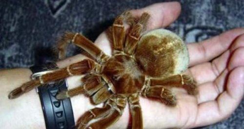 十大巨型蜘蛛 体态庞大分泌毒液(严重可使人致死)