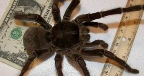 十大巨型蜘蛛 体态庞大分泌毒液(严重可使人致死)
