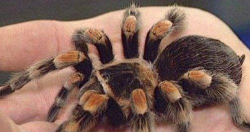 十大巨型蜘蛛 体态庞大分泌毒液（严重可使人致死）