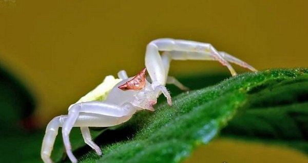 十大巨型蜘蛛 体态庞大分泌毒液（严重可使人致死）