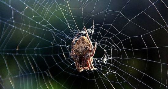 十大巨型蜘蛛 体态庞大分泌毒液（严重可使人致死）