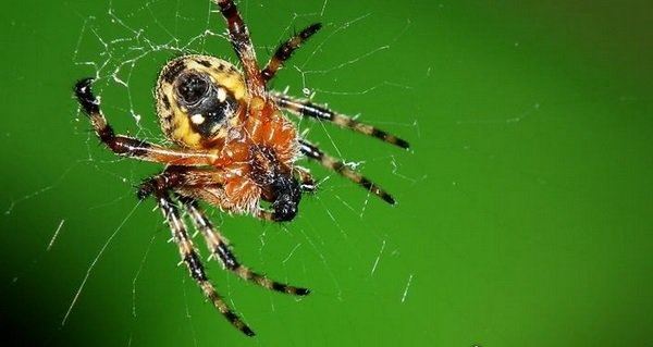 十大巨型蜘蛛 体态庞大分泌毒液（严重可使人致死）