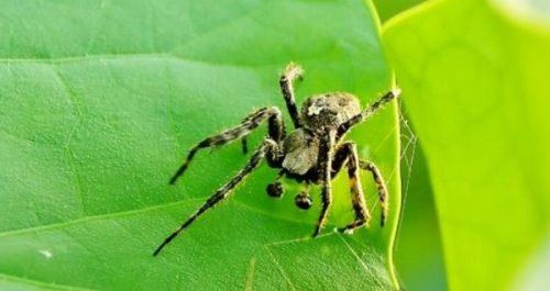 十大巨型蜘蛛 体态庞大分泌毒液（严重可使人致死）