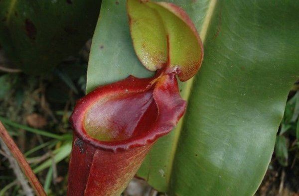 食人树真的会吃人吗？世界上最大的食人树附图