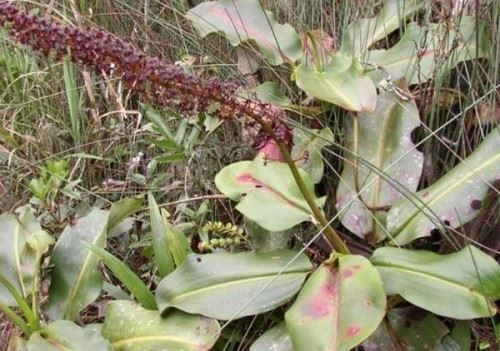 食人树真的会吃人吗？世界上最大的食人树附图