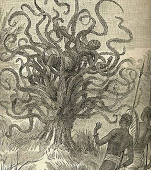 食人树真的会吃人吗？世界上最大的食人树附图