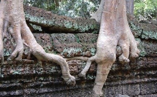 食人树真的会吃人吗？世界上最大的食人树附图