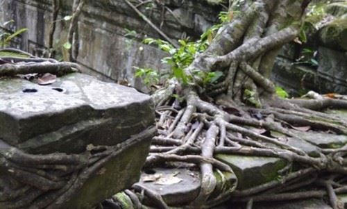 食人树真的会吃人吗？世界上最大的食人树附图