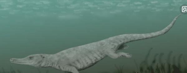 世界上最早的鲸鱼 古蜥鲸终被被淘汰(鲸鱼进化史的见证者)