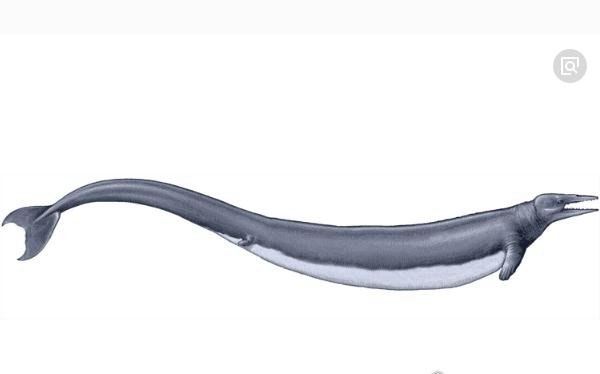 世界上最早的鲸鱼 古蜥鲸终被被淘汰(鲸鱼进化史的见证者)