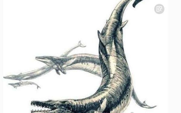 世界上最早的鲸鱼 古蜥鲸终被被淘汰(鲸鱼进化史的见证者)