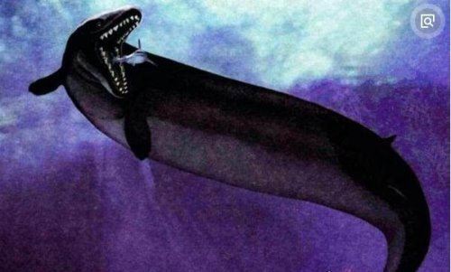 世界上最早的鲸鱼 古蜥鲸终被被淘汰(鲸鱼进化史的见证者)