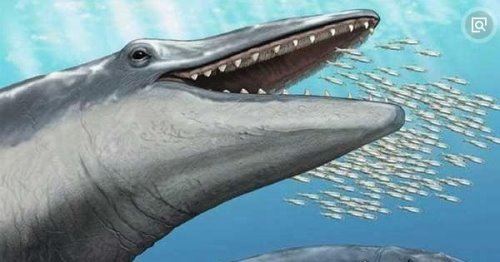 世界上最早的鲸鱼 古蜥鲸终被被淘汰(鲸鱼进化史的见证者)