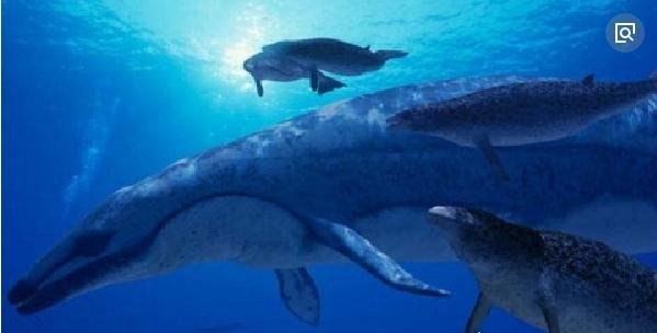 世界上最早的鲸鱼 古蜥鲸终被被淘汰(鲸鱼进化史的见证者)