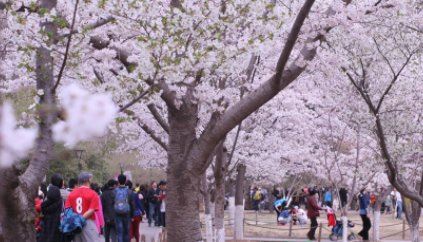 玉渊潭樱花开了吗2022