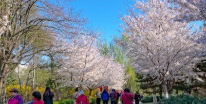 玉渊潭樱花开了吗2022