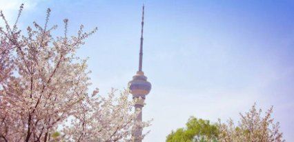 玉渊潭樱花开了吗2022