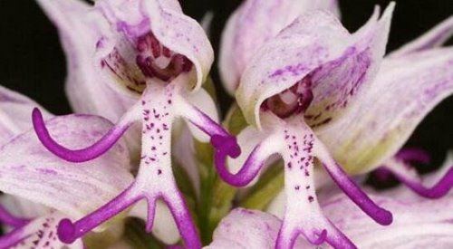 意大利红门兰酷似裸男 长得细致到连男性丁丁都有