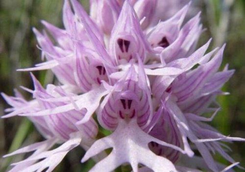 意大利红门兰酷似裸男 长得细致到连男性丁丁都有