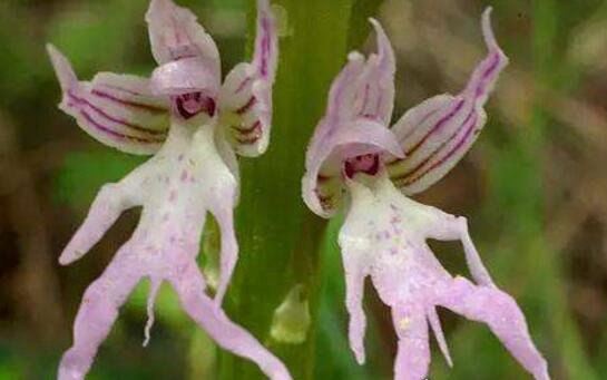 意大利红门兰酷似裸男 长得细致到连男性丁丁都有