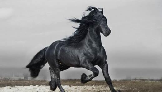 男儿本色打一肖