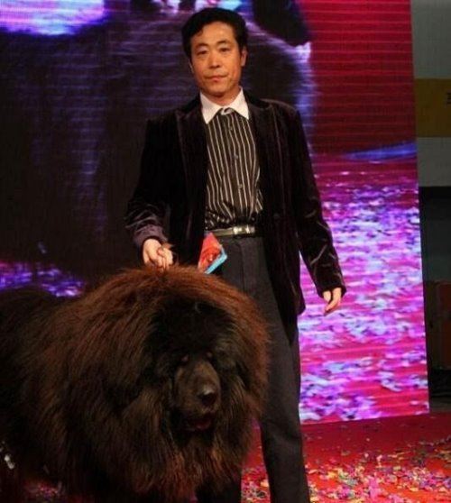 原生藏獒与藏狗的区别 原生态藏獒的吼叫就让人不寒而栗