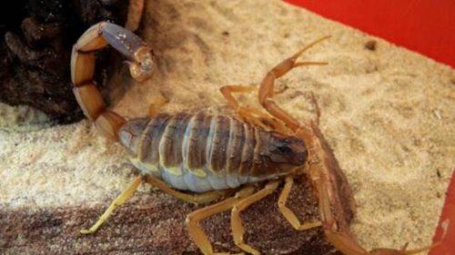 世界第一毒蝎 以色列金蝎(杀人蝎带有致命剧毒)