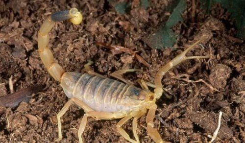 世界第一毒蝎 以色列金蝎(杀人蝎带有致命剧毒)