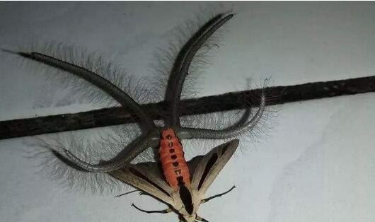 世界上十大最吓人的昆虫 自然界中10种长相超恐怖的昆虫