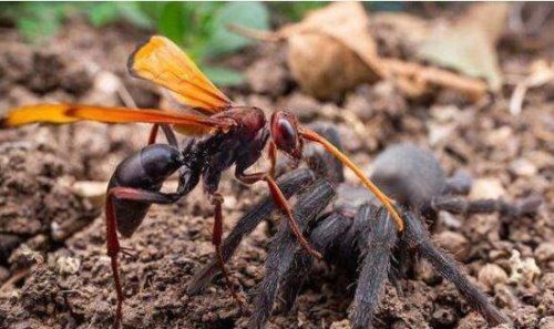 世界上十大最吓人的昆虫 自然界中10种长相超恐怖的昆虫