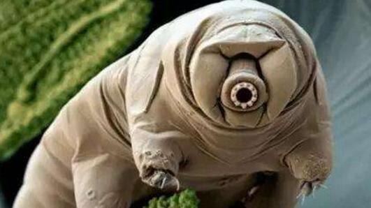 世界上十大最吓人的昆虫 自然界中10种长相超恐怖的昆虫