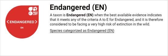 中华穿山甲灭绝了吗？读懂灭绝的多种含义就知道了