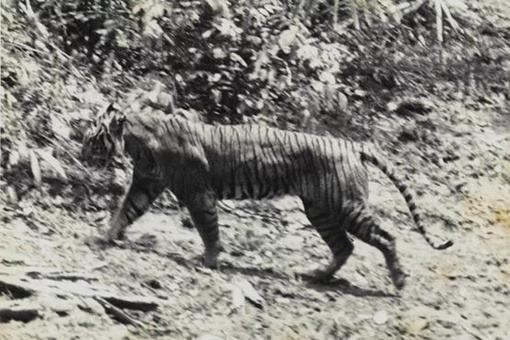 中华穿山甲灭绝了吗？读懂灭绝的多种含义就知道了