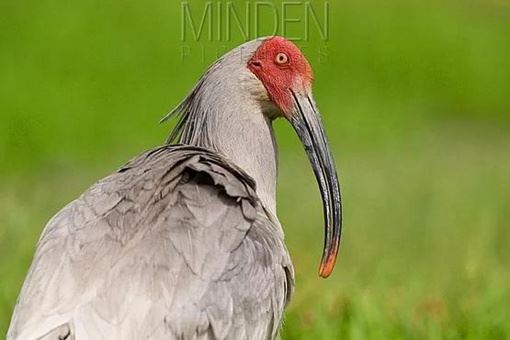 中华穿山甲灭绝了吗？读懂灭绝的多种含义就知道了