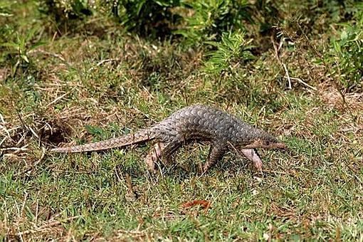 中华穿山甲灭绝了吗？读懂灭绝的多种含义就知道了