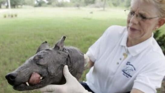 宇宙十大恐怖生物 地球上出现的10种恐怖未知生物