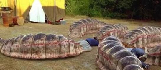 宇宙十大恐怖生物 地球上出现的10种恐怖未知生物