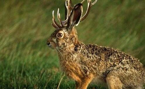 宇宙十大恐怖生物 地球上出现的10种恐怖未知生物