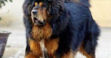 中国藏獒十大獒王排名 中国最有名的藏獒推荐