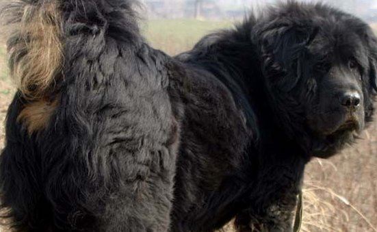 中国藏獒十大獒王排名 中国最有名的藏獒推荐