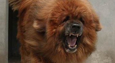 中国藏獒十大獒王排名 中国最有名的藏獒推荐