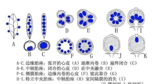 橘子为什么是一瓣一瓣的？